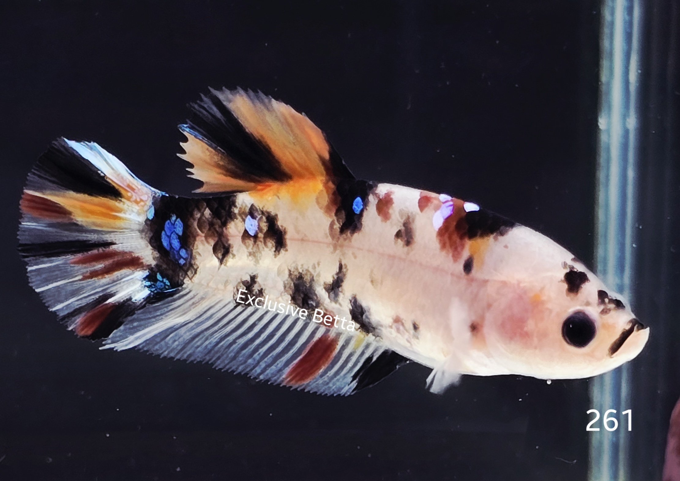 2025/05/1000927175.jpg Plakat Candy (F) - Image 1