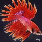 Crowntail (M)