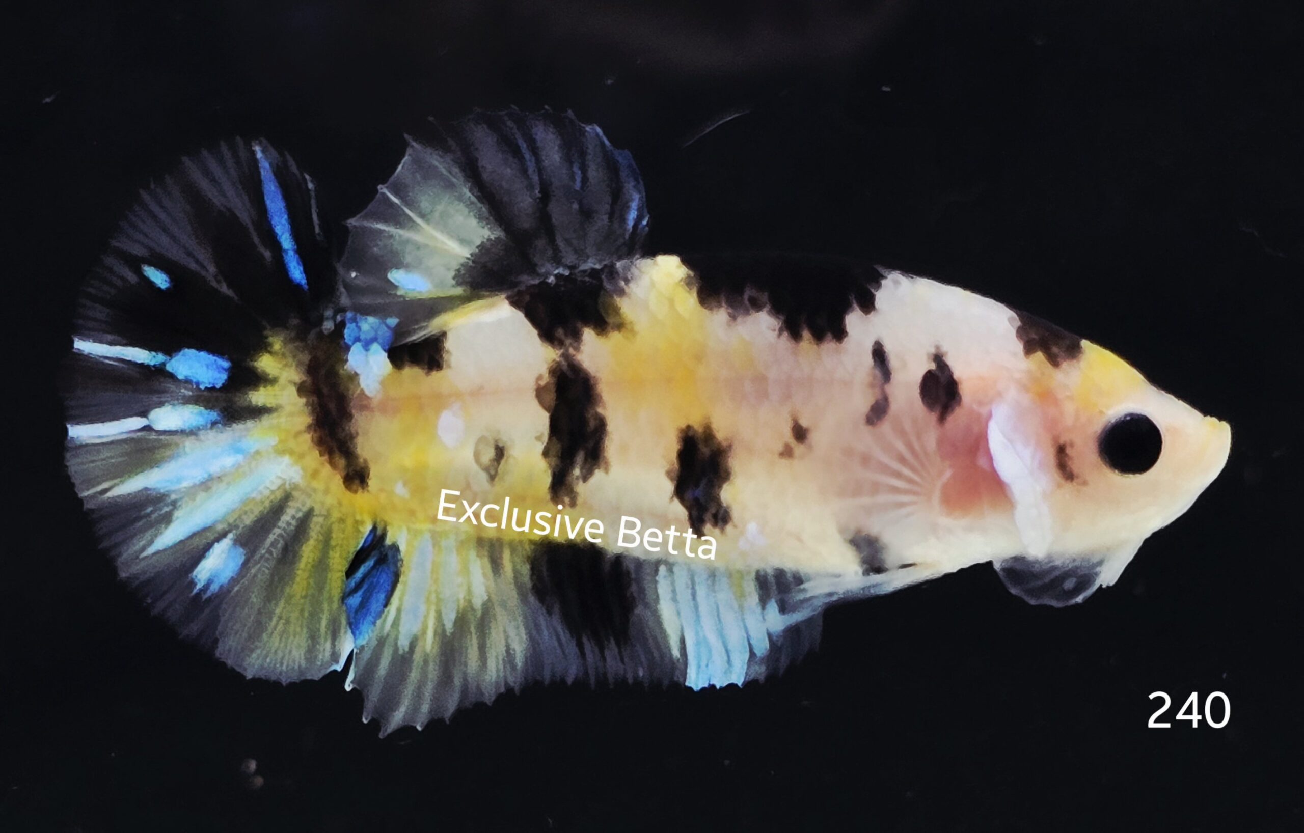 2025/05/1000927288-scaled.jpg Plakat Koi (M) - Image 1