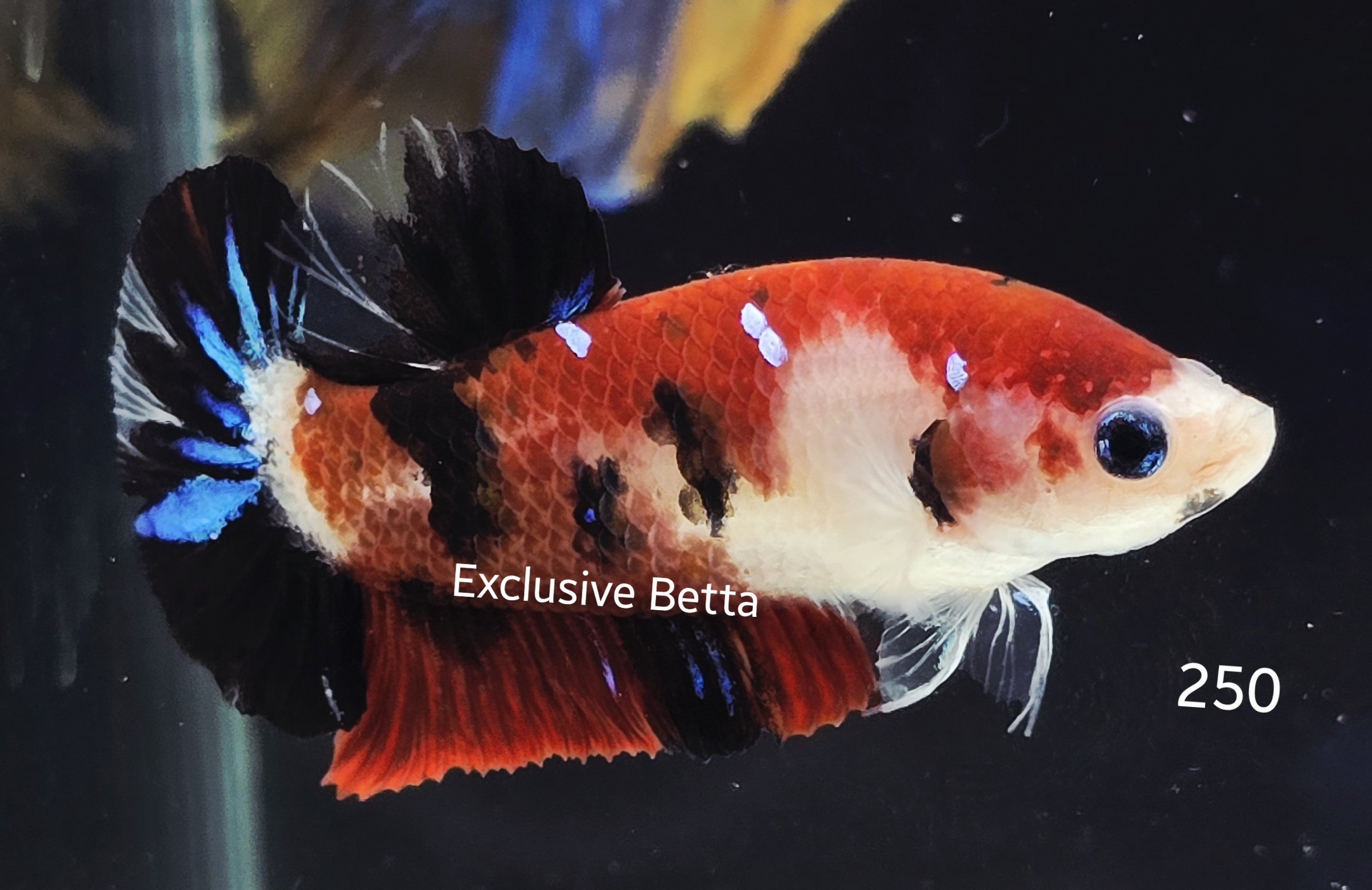 2025/05/1000927320.jpg Plakat Koi (F) - Image 1