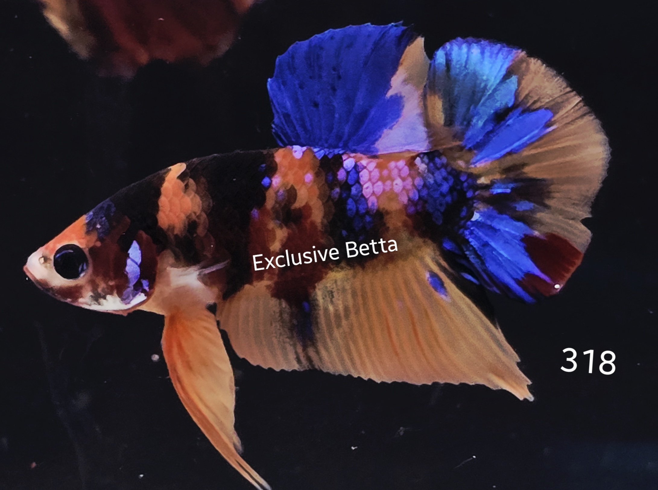 2025/05/1000927449.jpg Plakat Candy (M) - Image 1