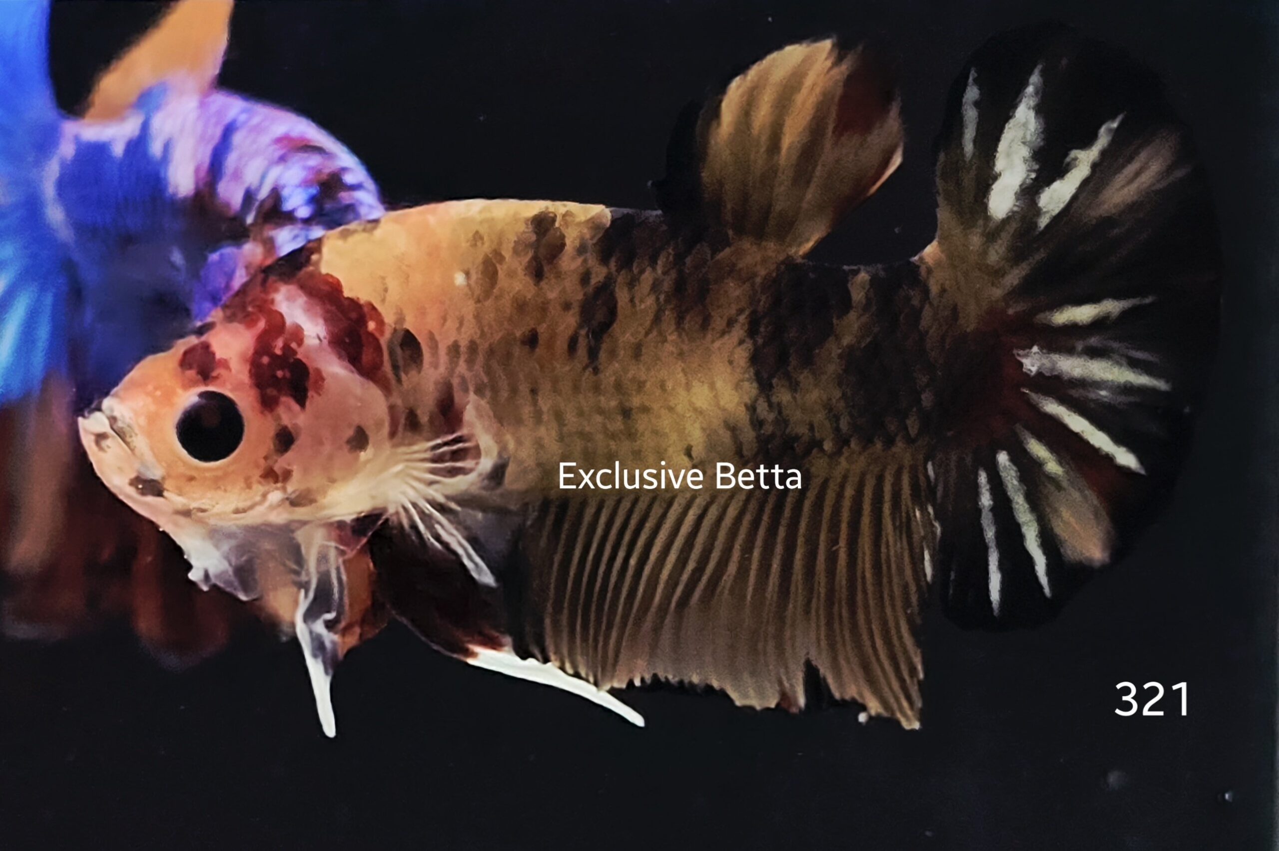 2025/05/1000927466-scaled.jpg Plakat Koi (M) - Image 1