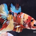 Plakat Giant Koi (M)