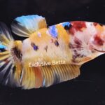 Plakat Giant Koi (M)