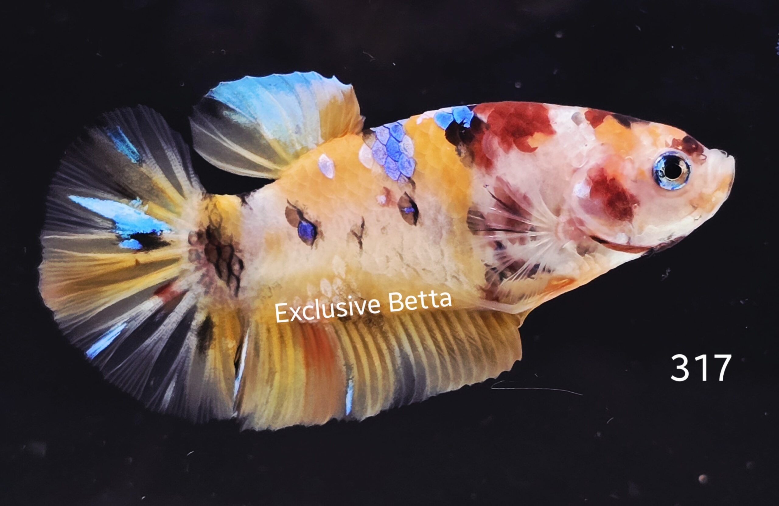 2025/05/1000927574-scaled.jpg Plakat Giant Koi (M) - Image 1