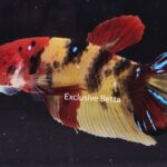 Plakat Giant Koi (M)
