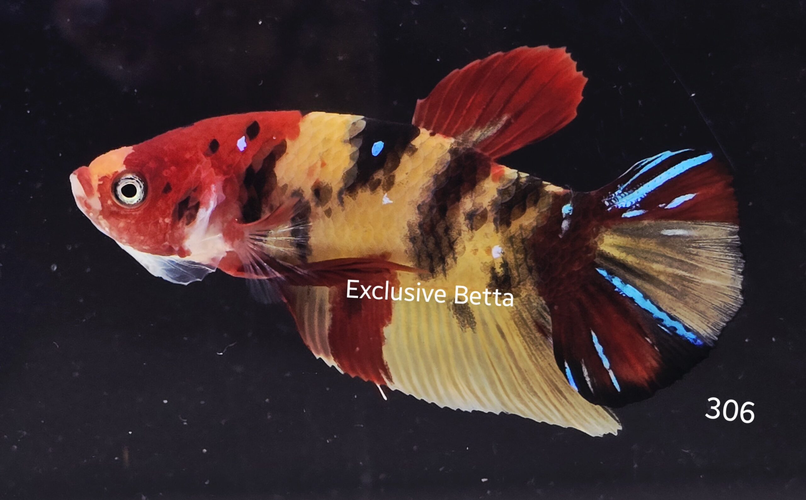 2025/05/1000927620-scaled.jpg Plakat Giant Koi (M) - Image 1