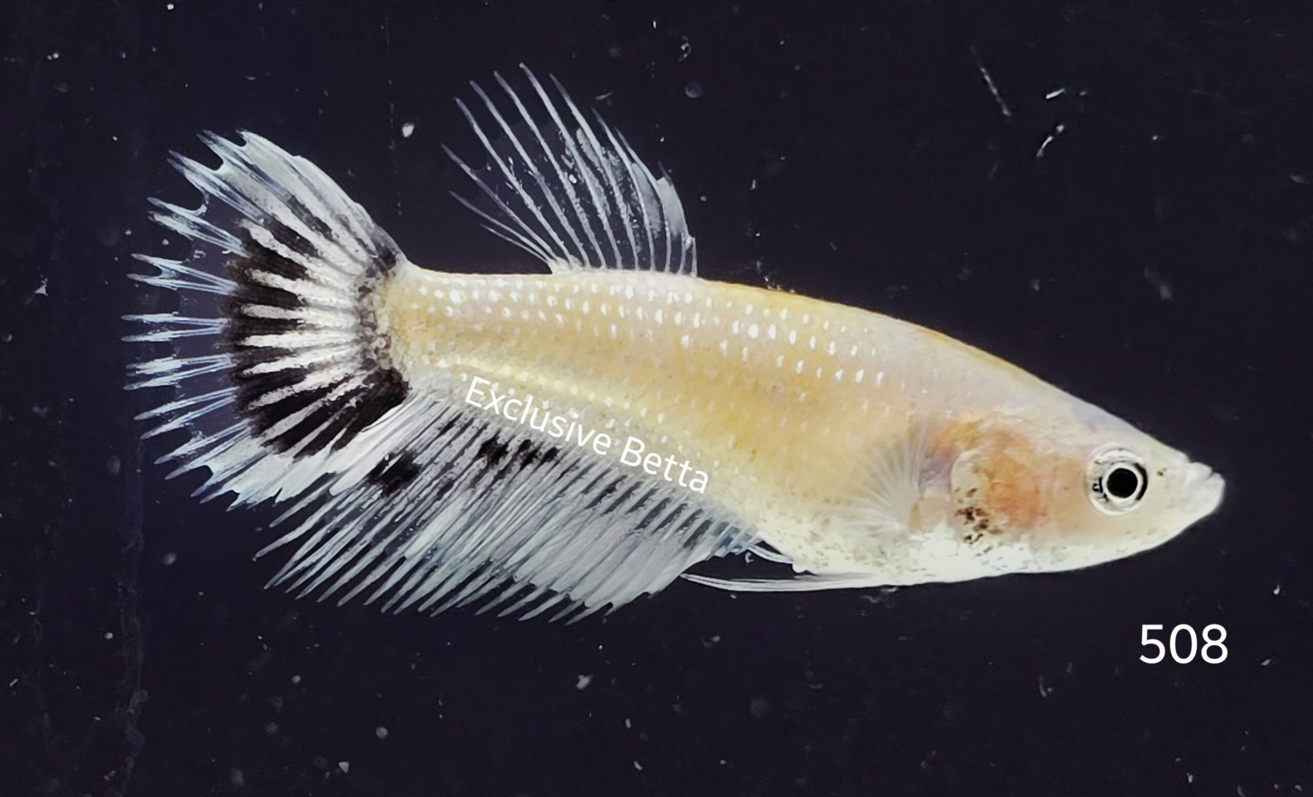 2025/05/1000927635-scaled.jpg Crowntail (F) - Image 1