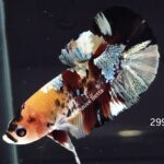 Plakat Giant Koi (M)