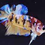 Plakat Giant Koi (M)