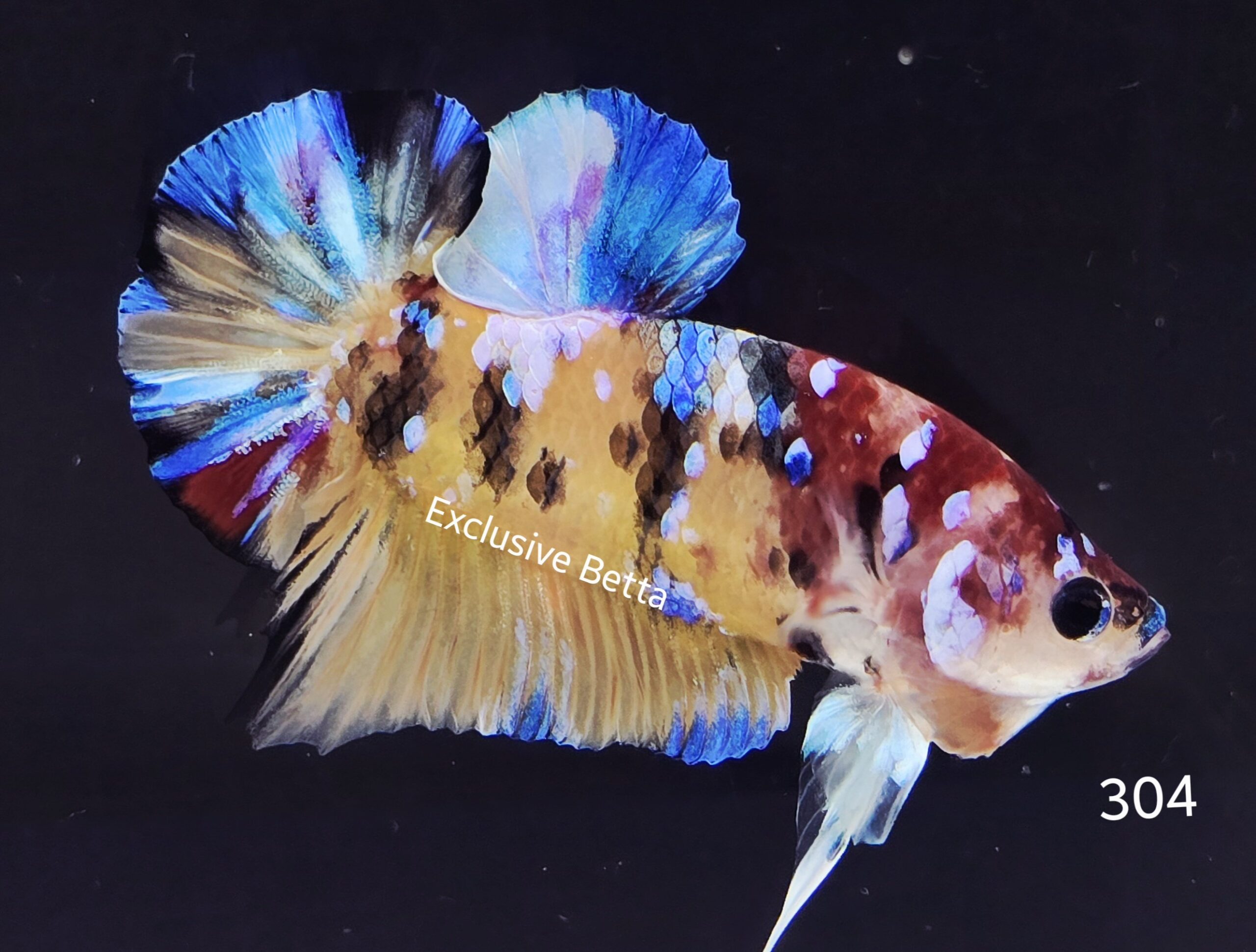 2025/05/1000927727-scaled.jpg Plakat Giant Koi (M) - Image 1