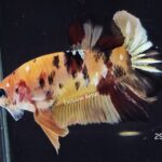 Plakat Giant Koi (M)