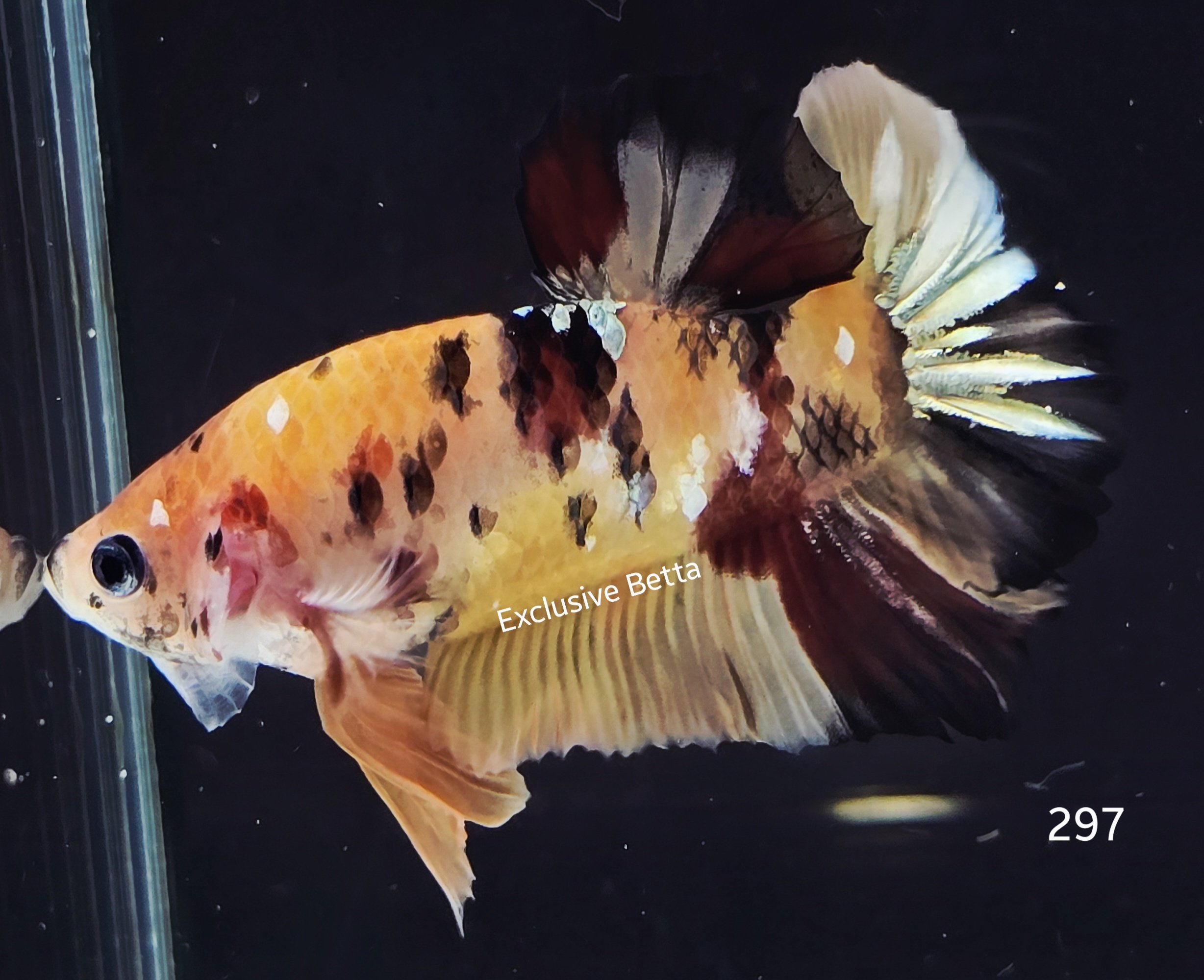 2025/05/1000927733.jpg Plakat Giant Koi (M) - Image 1