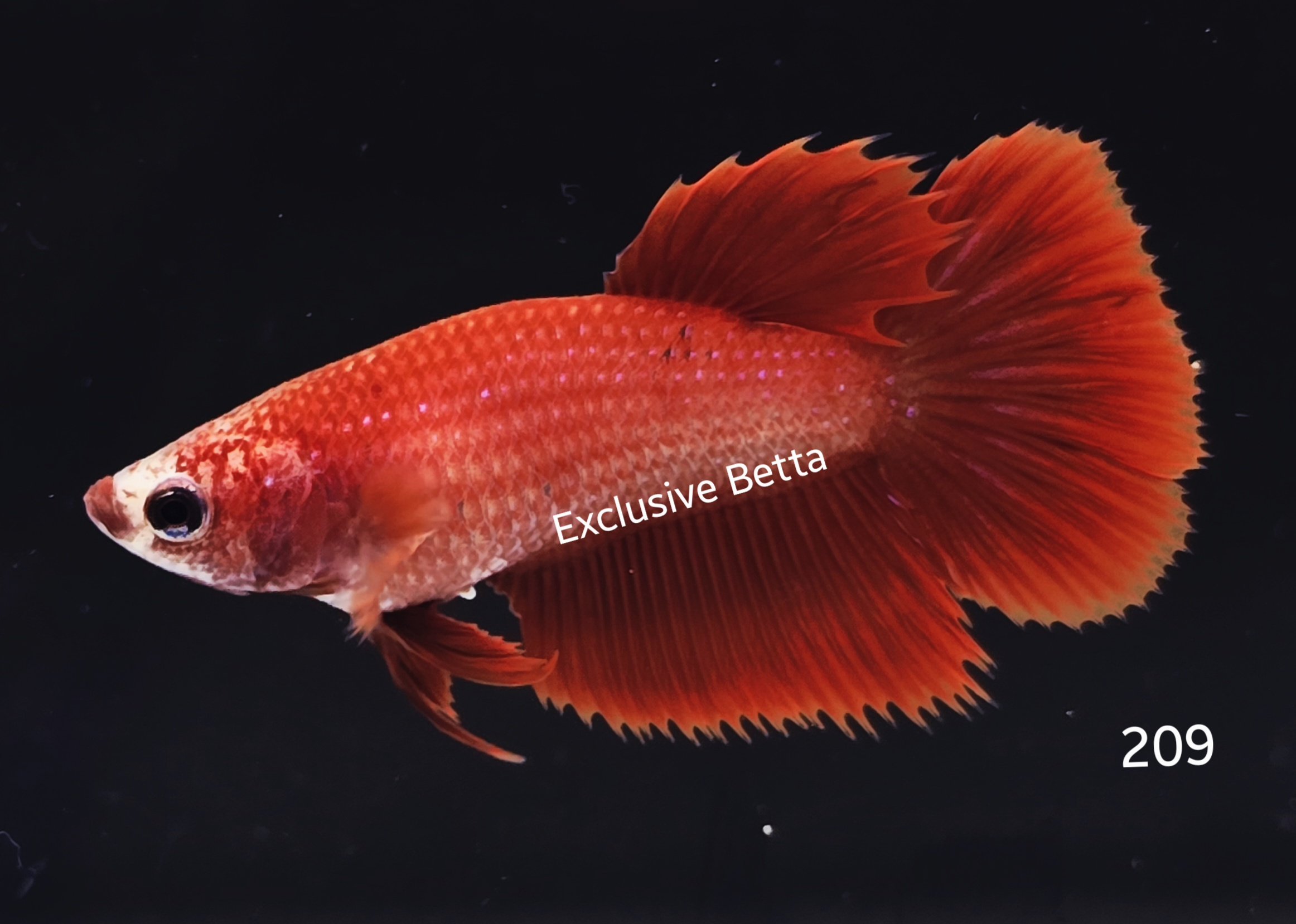 2025/05/1000927833.jpg Halfmoon (F) - Image 1