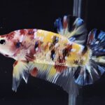 Plakat Giant Koi (M)