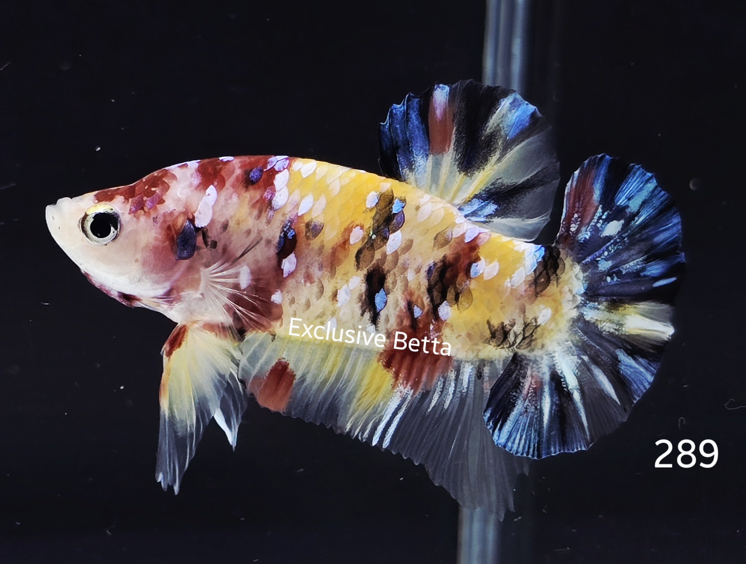 2025/05/1000927837.jpg Plakat Giant Koi (M) - Image 1