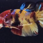 Plakat Giant Koi (M)