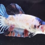 Plakat Giant Fancy  (F)