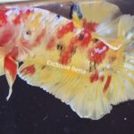 Plakat Giant Koi (M)