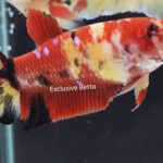 Plakat Nemo (F)