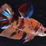 Plakat Giant Koi (M)