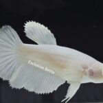 Halfmoon Platinum Dumbo (F)