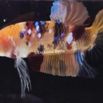 Plakat Giant Koi (M)