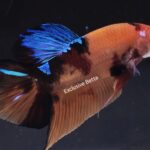 Plakat Gaint Koi (M)