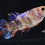 Plakat Giant Koi (F)