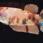 Plakat Giant Nemo (F)