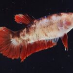 Plakat Giant Koi (F)