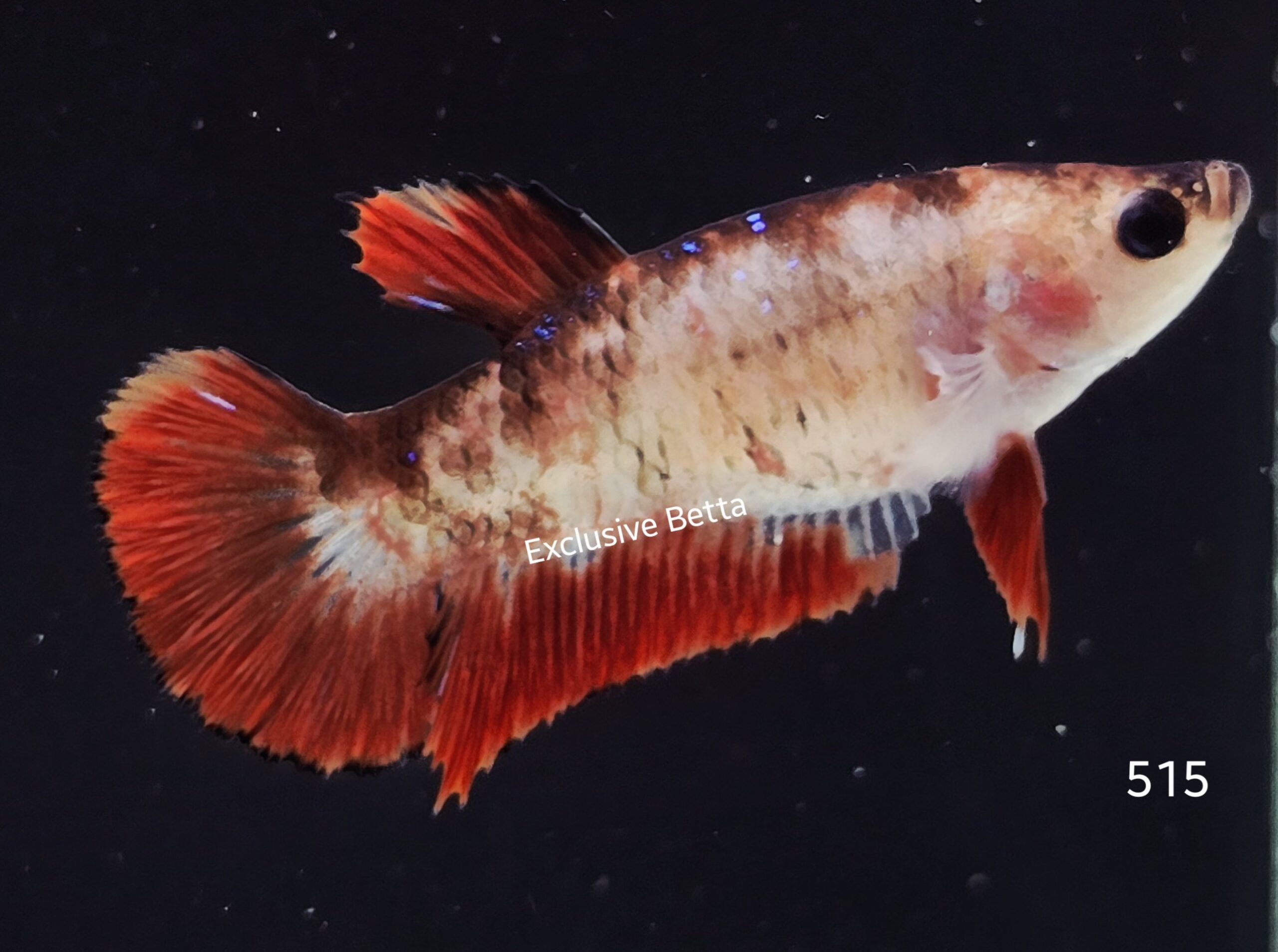 2025/05/1000955066-scaled.jpg Plakat Giant Koi (F) - Image 1