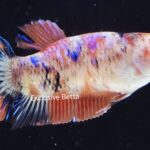 Plakat Giant Koi (F)