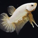 Plakat Yellow Dragon (M)