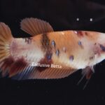Plakat Giant Nemo (F)