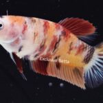 Plakat Giant Nemo (F)