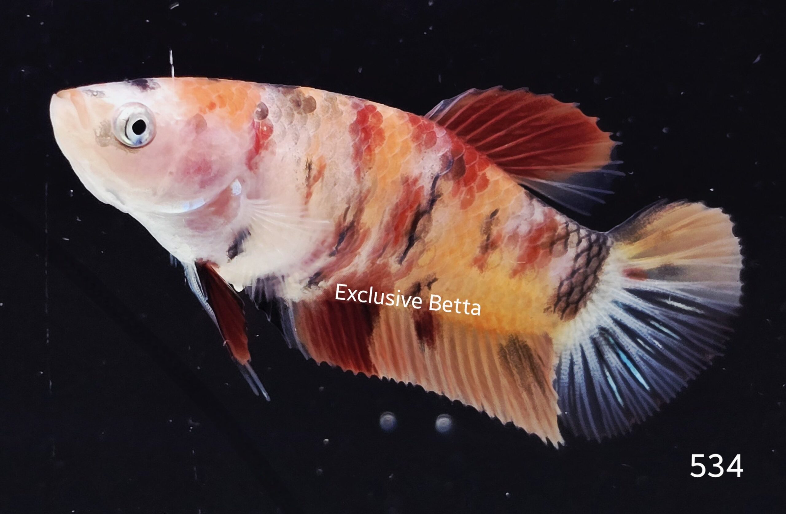 2025/05/1000955118-scaled.jpg Plakat Giant Nemo (F) - Image 1