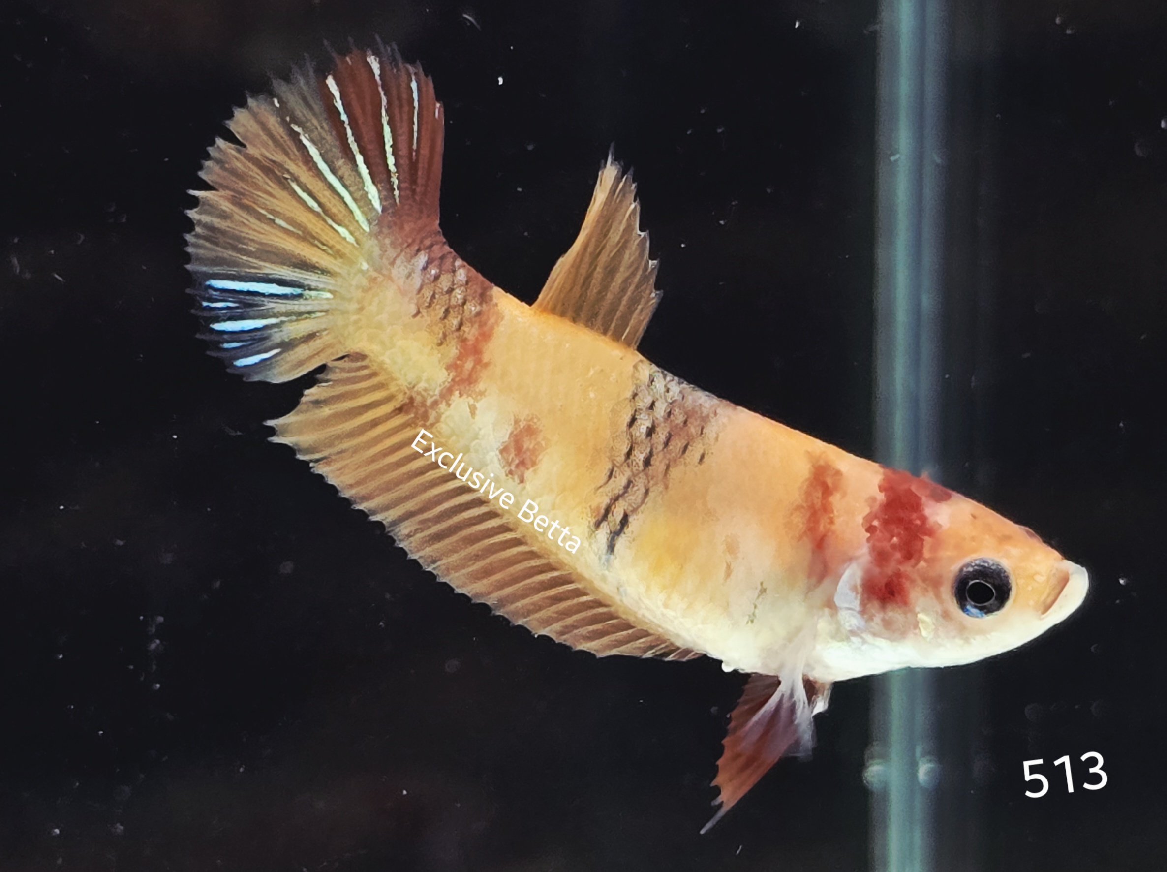 2025/05/1000955309.jpg Plakat Nemo (F) - Image 1