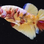 Plakat Giant Nemo (M)