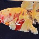Plakat Giant Nemo (M)