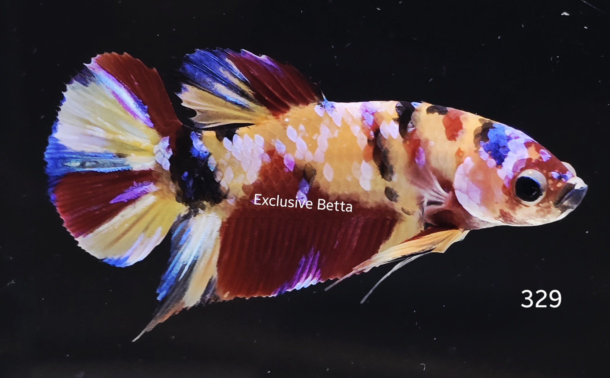 2025/05/1000955368.jpg Plakat Candy (M) - Image 1