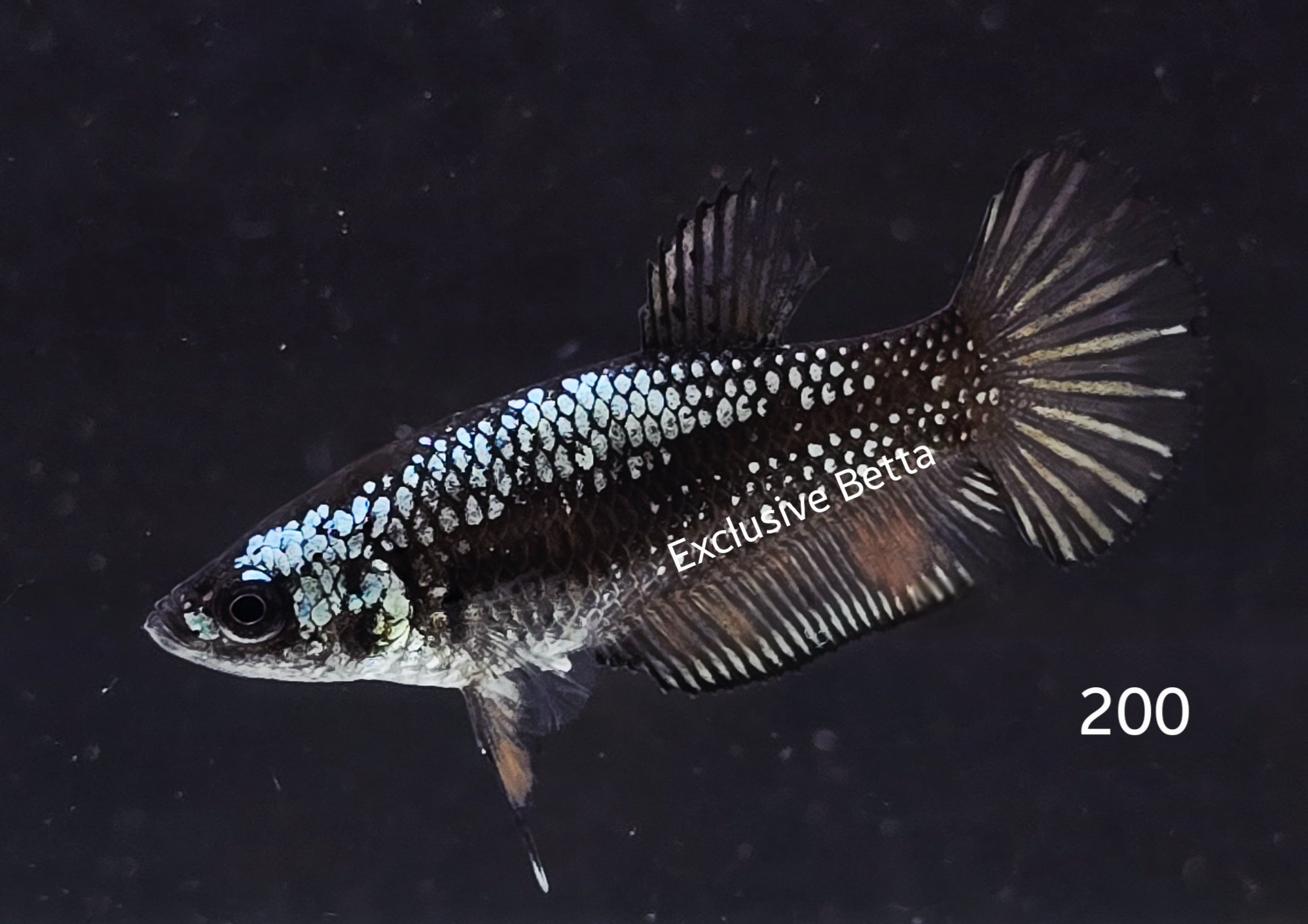 2025/05/1000955388.jpg Plakat Samurai (F) - Image 1