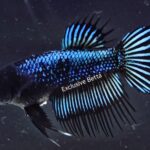 Crowntail Black Orchid (F)