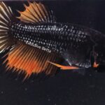 Crowntail (F)