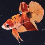 Plakat Giant Nemo (M)