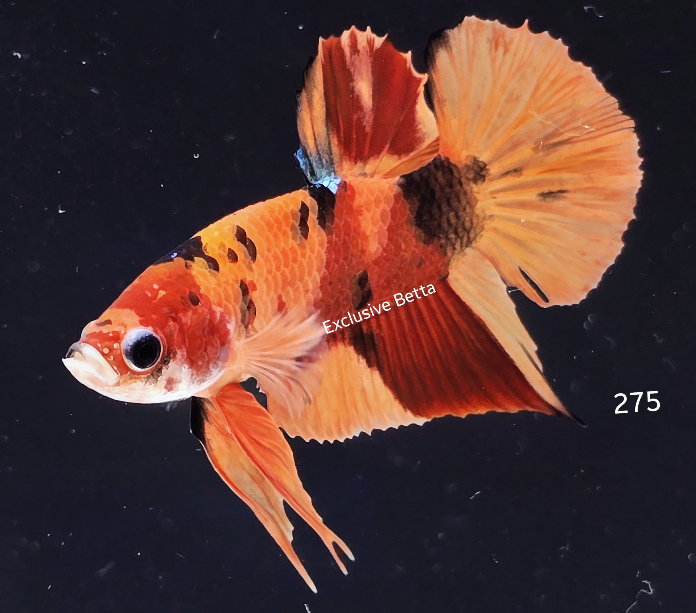 2025/05/1000957845.jpg Plakat Giant Nemo (M) - Image 1