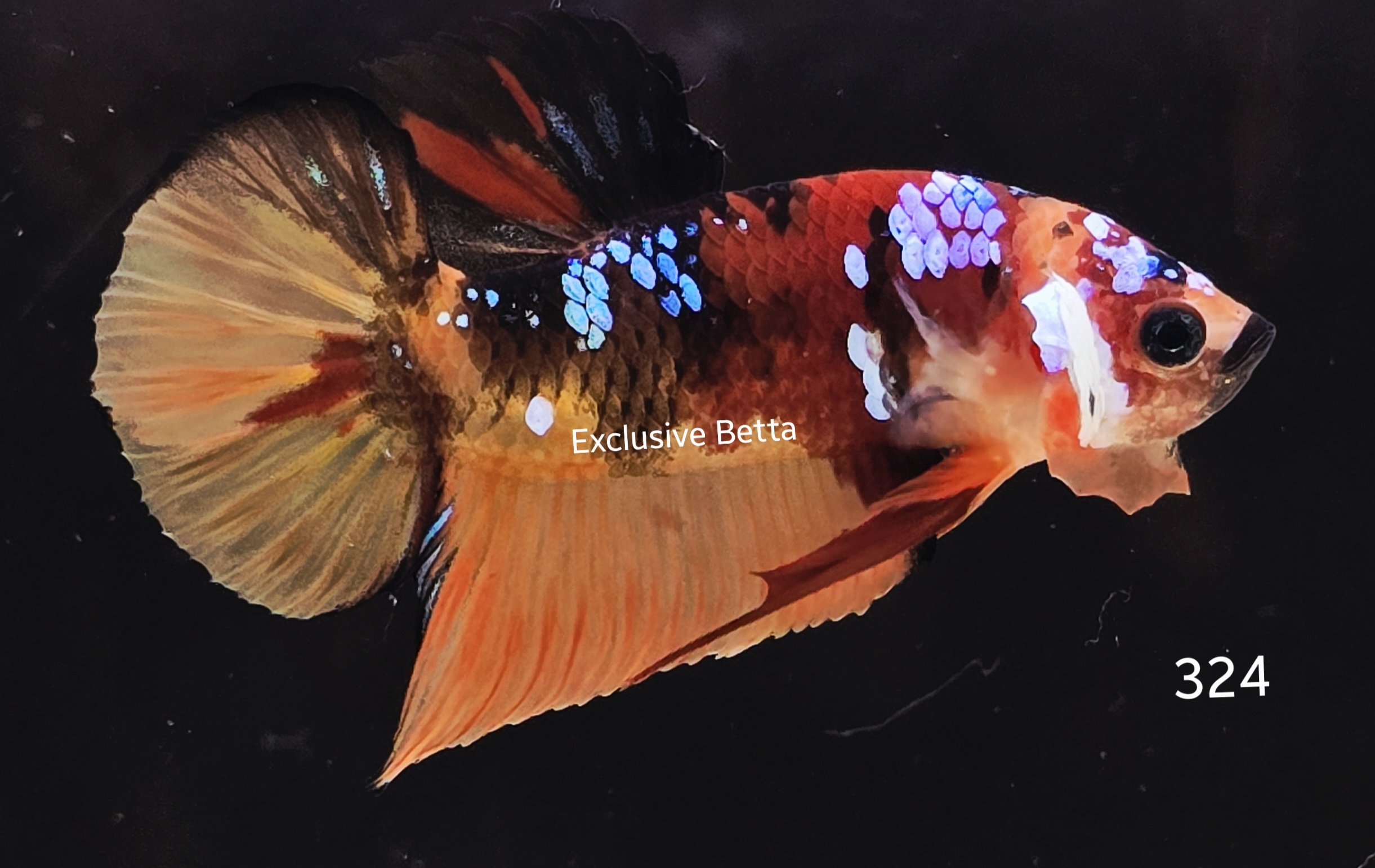 2025/05/1000957979.jpg Plakat Candy (M) - Image 1