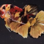 Plakat Giant Nemo (M)