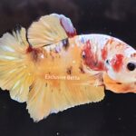 Plakat Giant Candy (M)