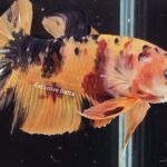 Plakat Giant Nemo (M)